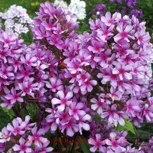 Флокс метельчатый Морской Петух 37