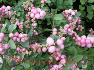  Mother of Pearl () 1