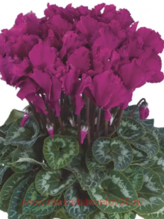 Цикламен Curly® VIOLET VIF 3