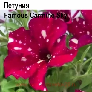 Петуния famous Carmine Sky 41