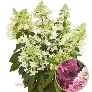 Гортензия метельчатая Pandria 151