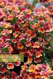 Немезия Nesia® TROPICAL(P) 13