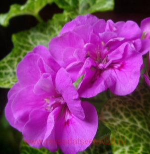 Пеларгония плющелистная Cotta Amethyst 130