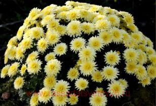 Хризантема мультифлора Branfountain LEMON 5