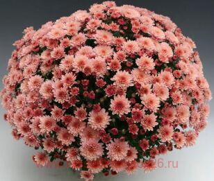 Хризантема мультифлора Branfountain SALMON 12