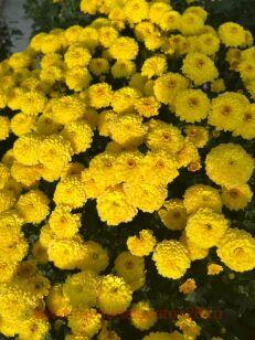 Хризантема мультифлора Branqueen Yellow 11
