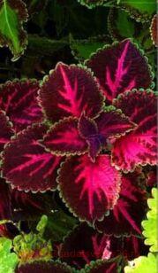 Колеус Loving hearts 132