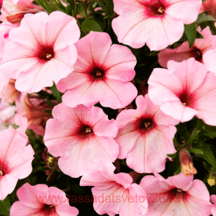 Петуния Potunia® Bubblegum 1