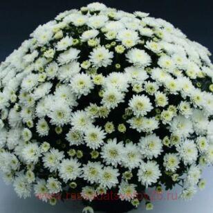 Хризантема мультифлора Branfountain WHITE 16