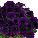 Петуния Potunia® Plus Lilac Blue 67
