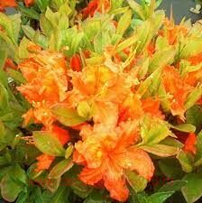 Рододендрон листопадный Баккара (Knap Hill Bakkarat) 2