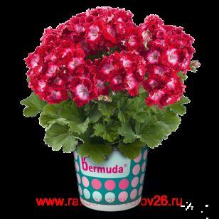Королевская пеларгония Bermuda Dark Red 104