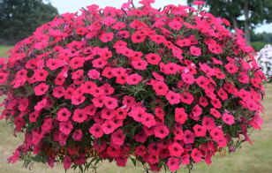 Петуния Vista Fuchsia 139