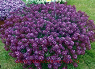 Алиссум Princess In Purple 10