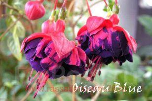 Фуксия Oiseau Blue 81