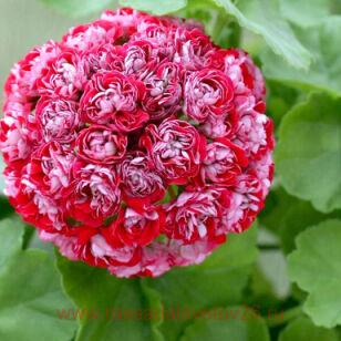 Пеларгония Cook`s Scarlet and White 0