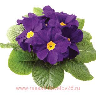 ������� RAMBO MID Blue 1