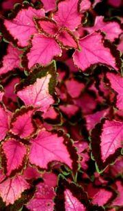 Колеус ампельный Trailing Bleeding heart 144