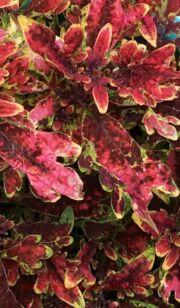 Колеус Burning Bush 145