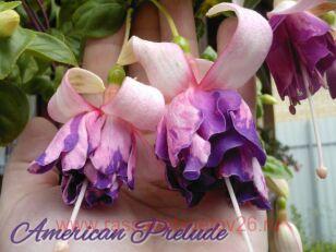 Фуксия American Prelude 139