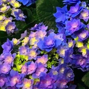 Гортензия крупнолистная Flame Purple 110
