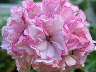 Пеларгония махровая Princesse Abigael 63