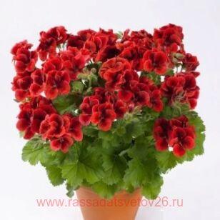 Королевская пеларгония Clarion Bright Red 105
