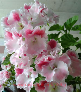 Королевская пеларгония Cherie 50