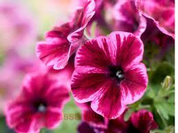 Петуния Crazytunia ULTRA VIOLET