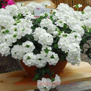 Вербена Lascar White 32