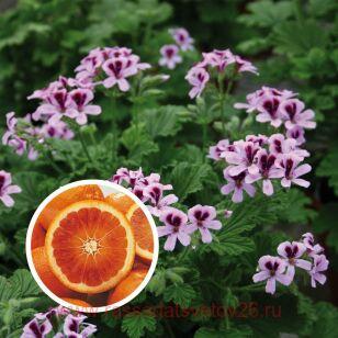 Пеларгония душистая Odorata Orange 4