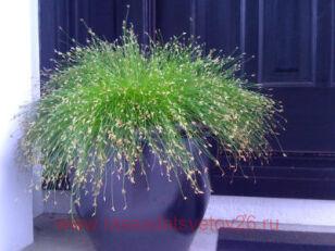 Изолепис камыш поникающий (комнатный)