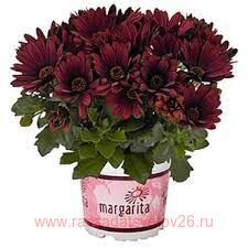 Остеоспермум Margarita Rioja Red 15