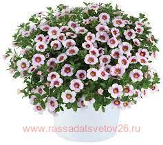 Калибрахоа Eyeconic Cherry Blossom