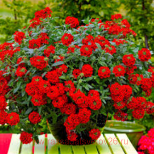 ������� Estrella Red 34