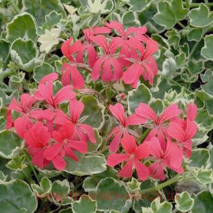 Пеларгония плющелистная Variegated Evka Red 499
