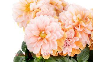 ������� Labella Grande Fun Caramel 46