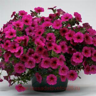 Петуния BeautiCal™ Purple Dawn 80