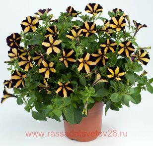 Петуния RAY Sunflower Imp.