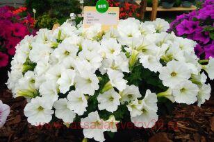 Петуния Capella White 3