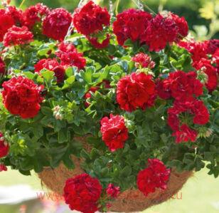 Пеларгония Great Balls of Fire™ Dark Red 69