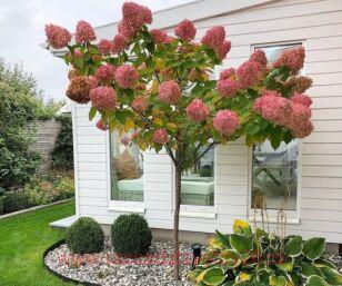 Гортензия на штамбе Diamant Rouge (красный бриллиант) 6