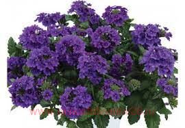 Вербена ампельная Vanessa Purple