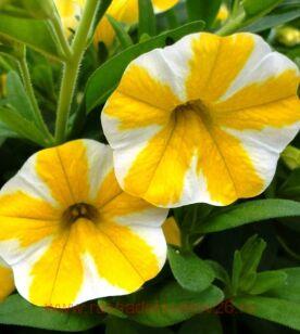 ���������� superbells lemon slice 42