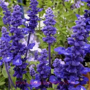  () 'Sallyfun Deep Ocean' 16