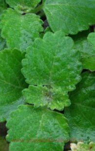Плектрантус parviflora 14