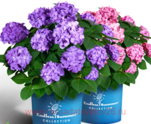 Гортензия Endless Summer BloomStar 171