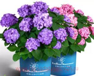 Гортензия Endless Summer BloomStar 171