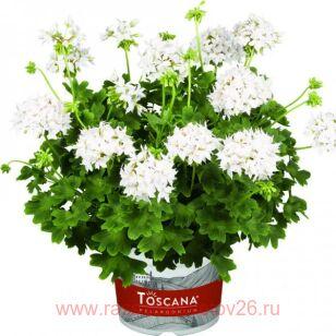 Пеларгония пестролистная SUMMER TWIST WHITE 15