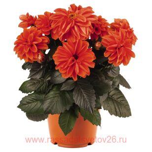 Георгин TEMPTATION ORANGE 2